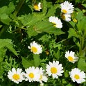 Argyranthemum frutescens 'Maxi'